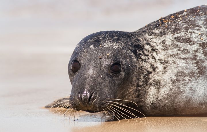 A seal on the Dorset coast