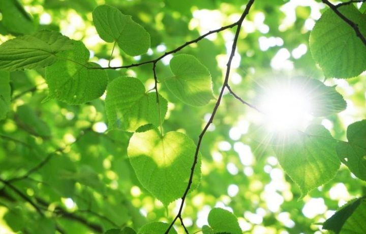 Sunlight through tree leaves