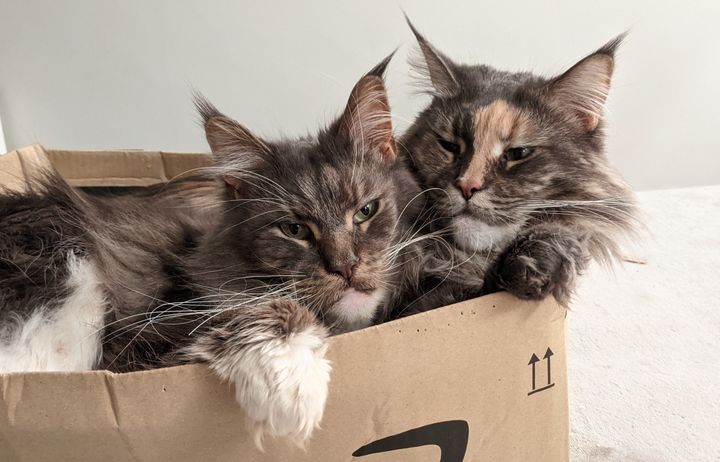 Two cats in a box
