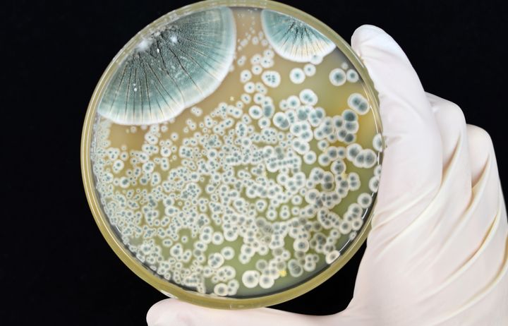 Penicillin mould in a petri dish