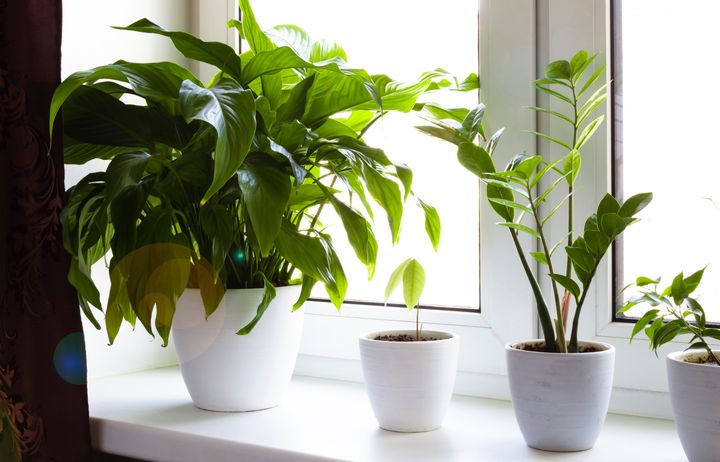 Houseplants on a window sill