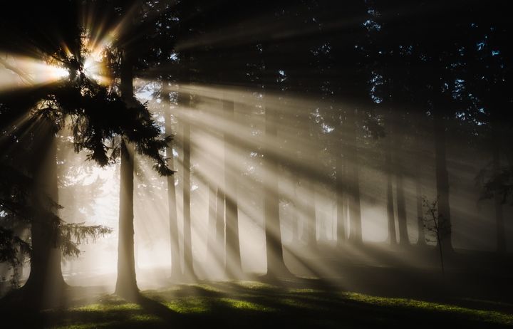 light shining through the trees