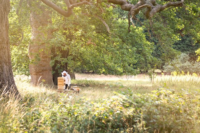 beekeeper in silwood park field