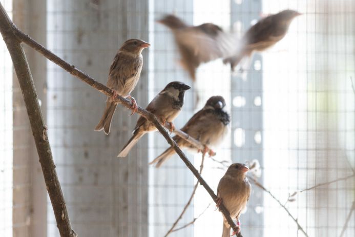 Caged birds on a branch