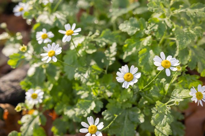 close up of daisies