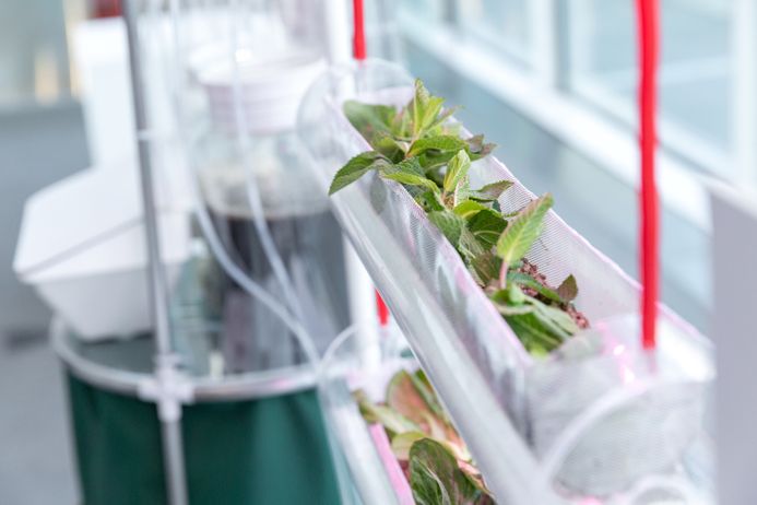 Plants growing in a lab