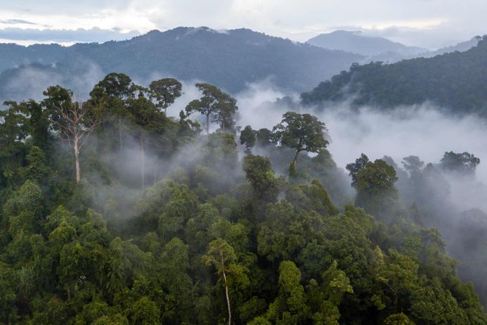 An aerial shot of the Amazon Rainforest