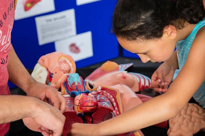 Child exploring an anatomical model