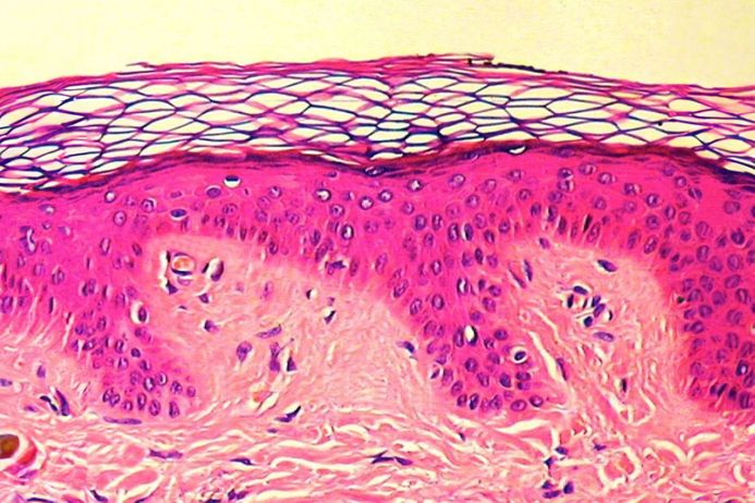 Microscope view of tissue structure