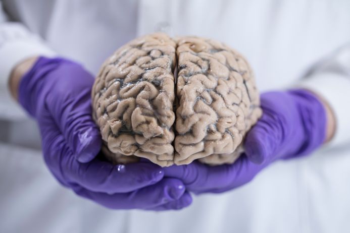 Gloved hands holding a human brain