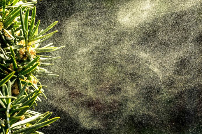 A picture of pollen floating out of a plant