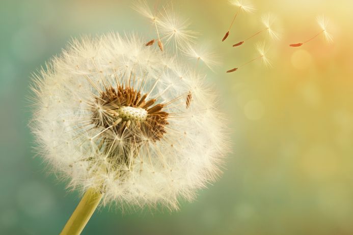 A picture of a dandelion