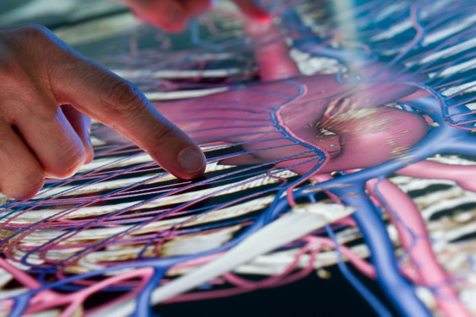 Researcher using an anatomage table