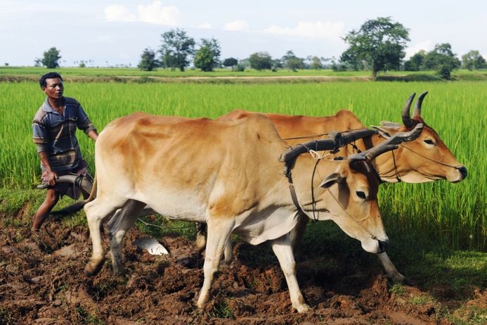 Camodian local farmer ploughing the soil with oxen