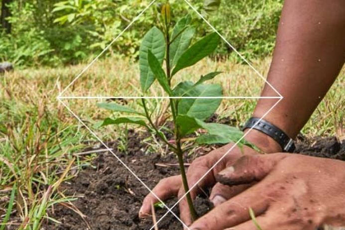 person planting tree with hands