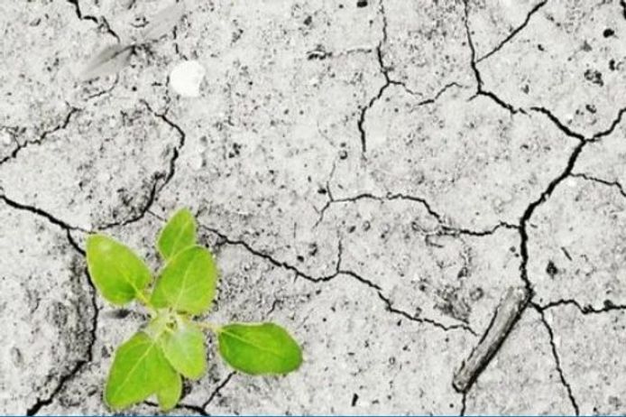 Dry, cracked earth, with a green plant growing in the bottom left corner