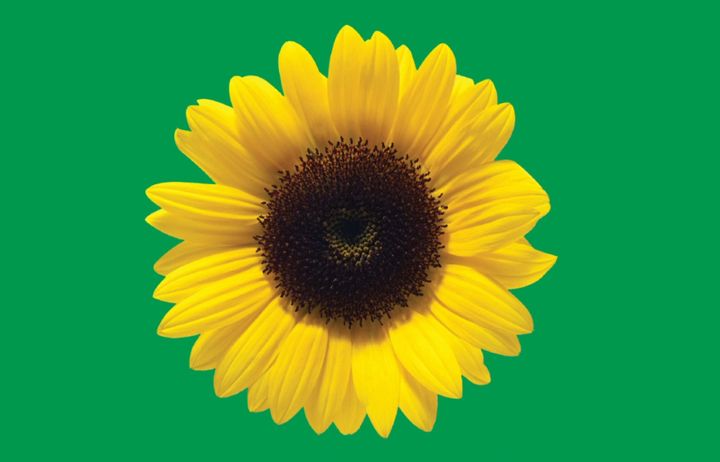 Sunflower logo