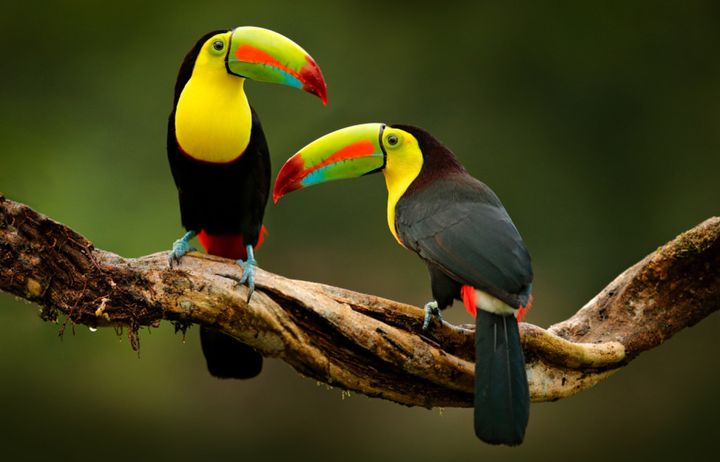 Toucans