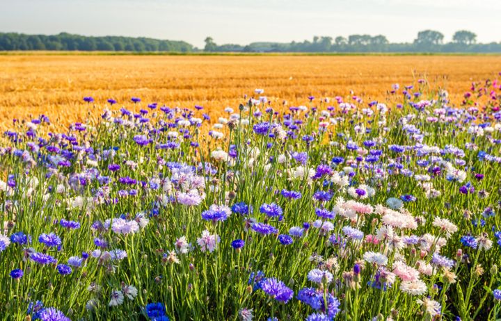 Wildflowers