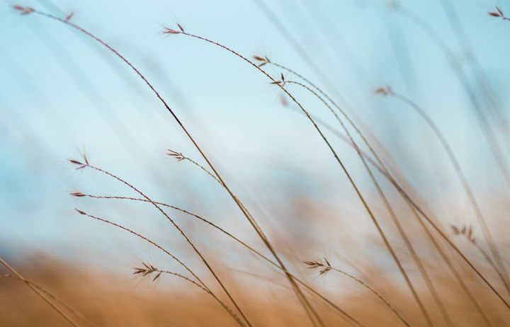 wheat in the breeze