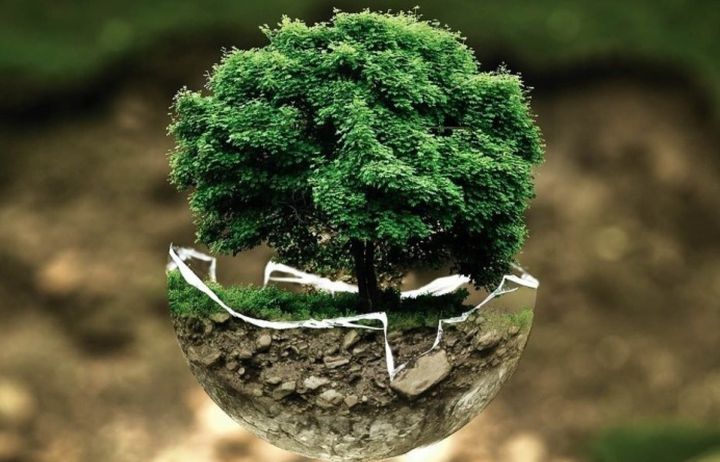 Tree growing in a broken glass bowl