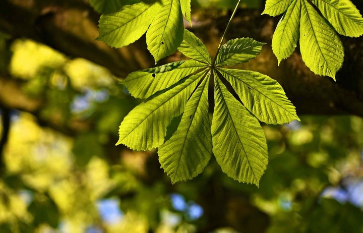 Horse chestnut leaves