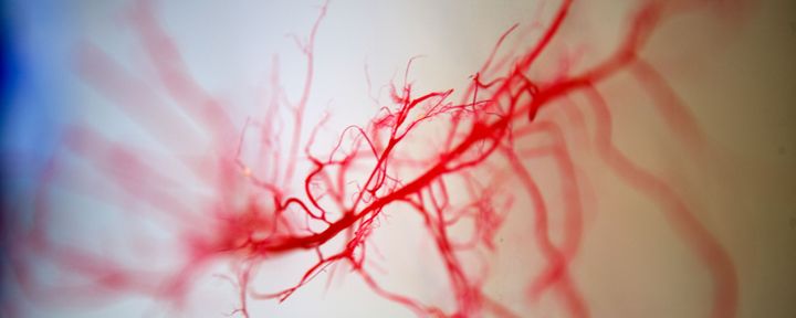 Blood vessels