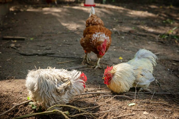 three chickens eating on brown ground