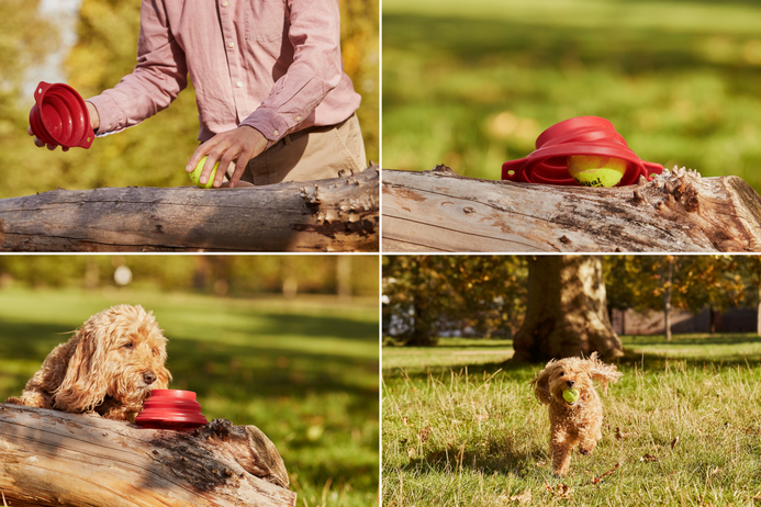 Murray Shanahan hides a ball under a bowl and a dog finds it