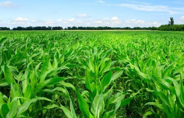 Crop growing in the field 