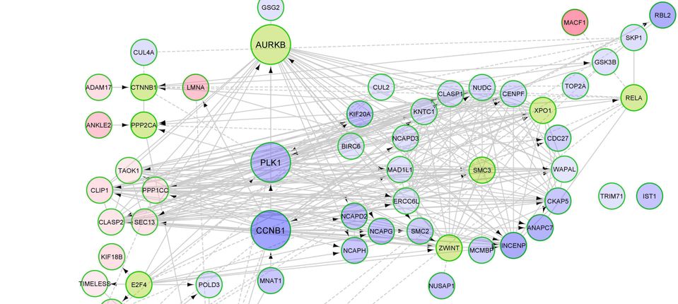 Gene interaction map