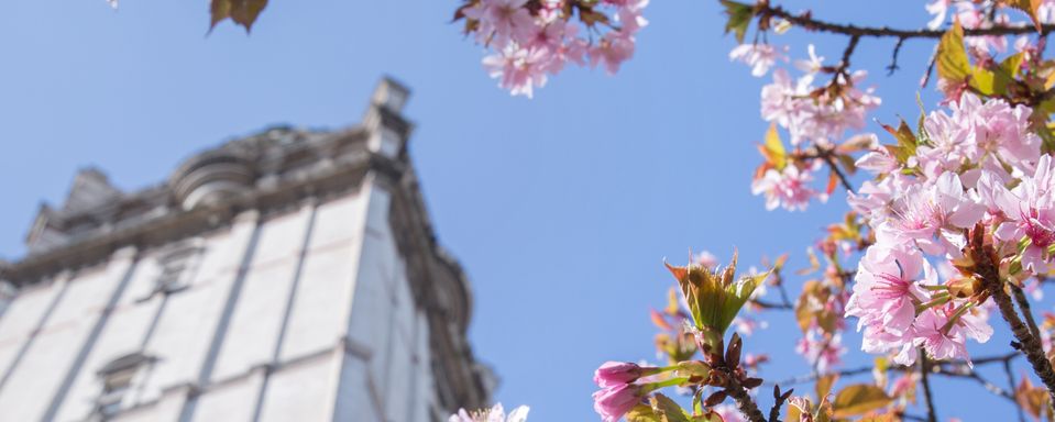 Queen's Tower with trees in blossom