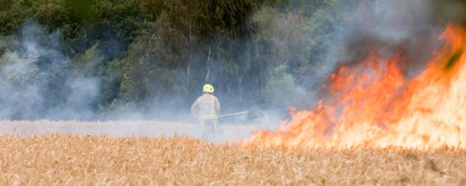 Firefighter with wildfire in corn field