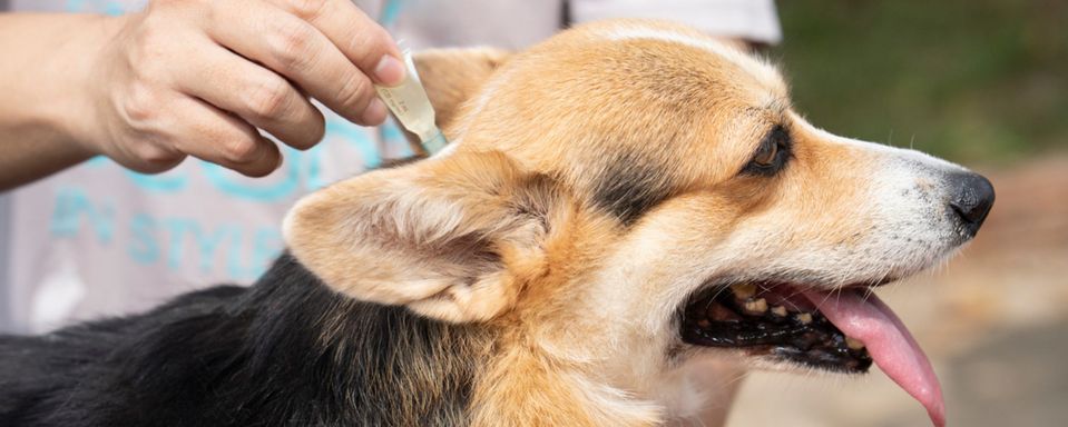 Vet applying flea treatment to a dog