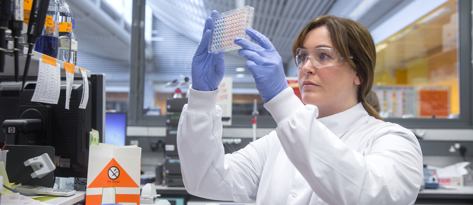 A researcher in the Baum laboratory holds up a plate to analyse
