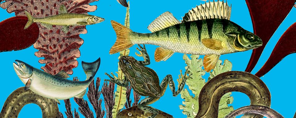 Beautiful collaged illustrations showing underwater flora and fauna including frogs, fish and eels