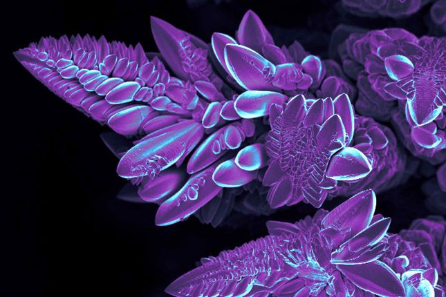 False Colour SEM of WxCuySz Nano-succulent Photo-catalyst, winner of the Scientific Image Competition at the Department of Materials Post-doc symposium