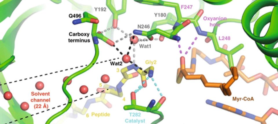 NMT1 structure