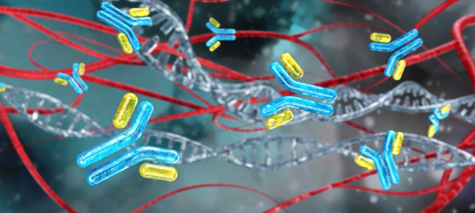 Recombinant antibodies