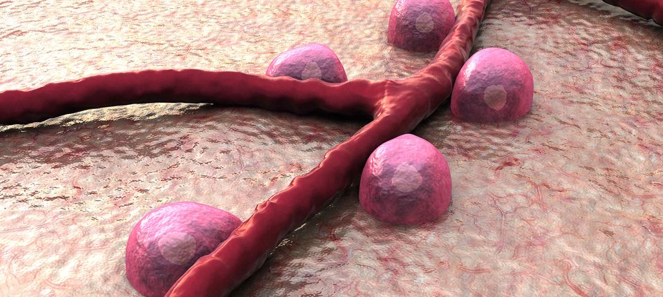 Beta cells