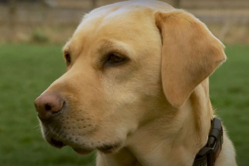 A photo of a golden labrador being trained to detect Pseudomonas infections