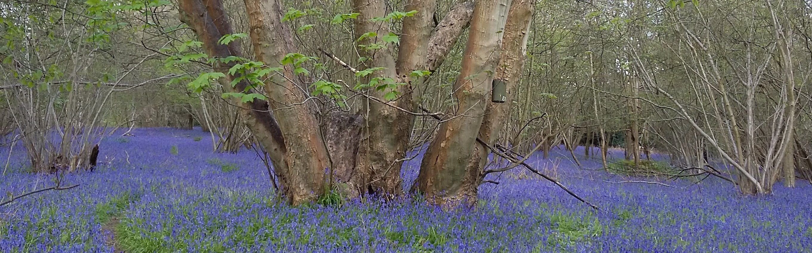 Blue tit nest box on tree above blue bells cover ground