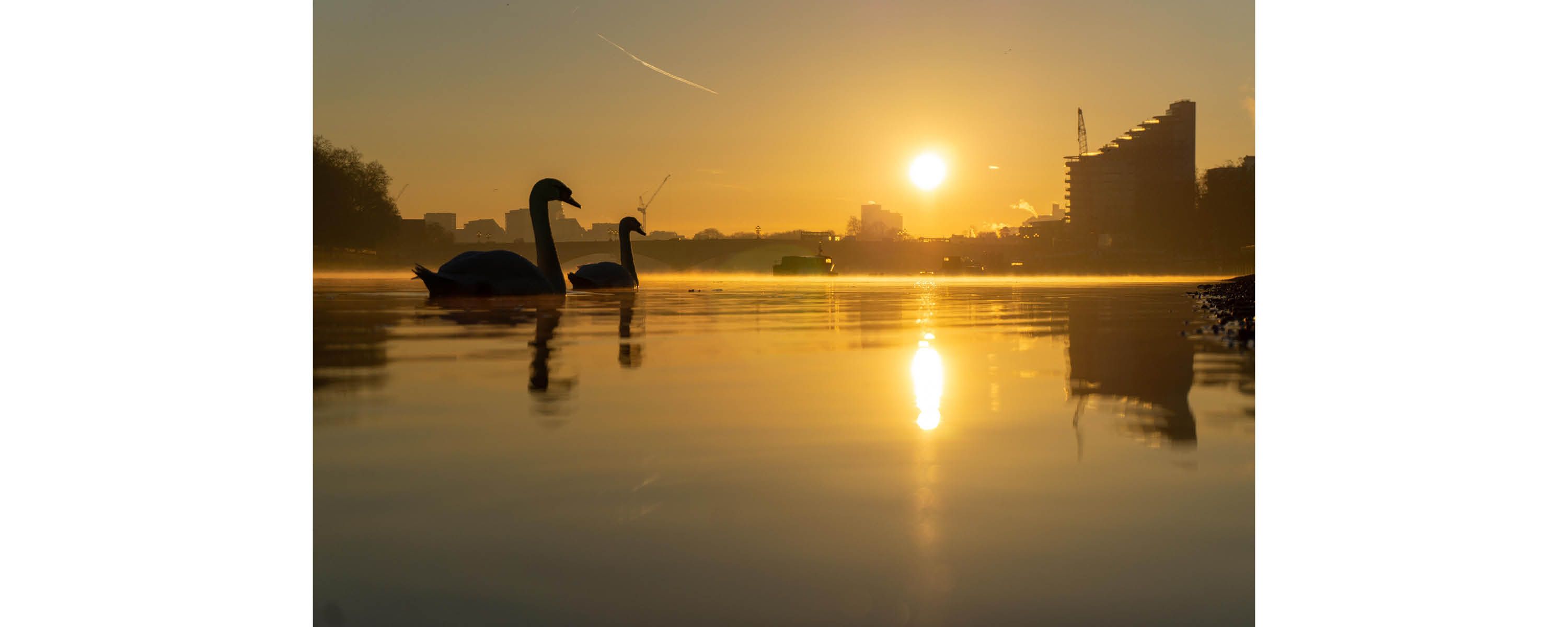 Swans at sunset on a lake