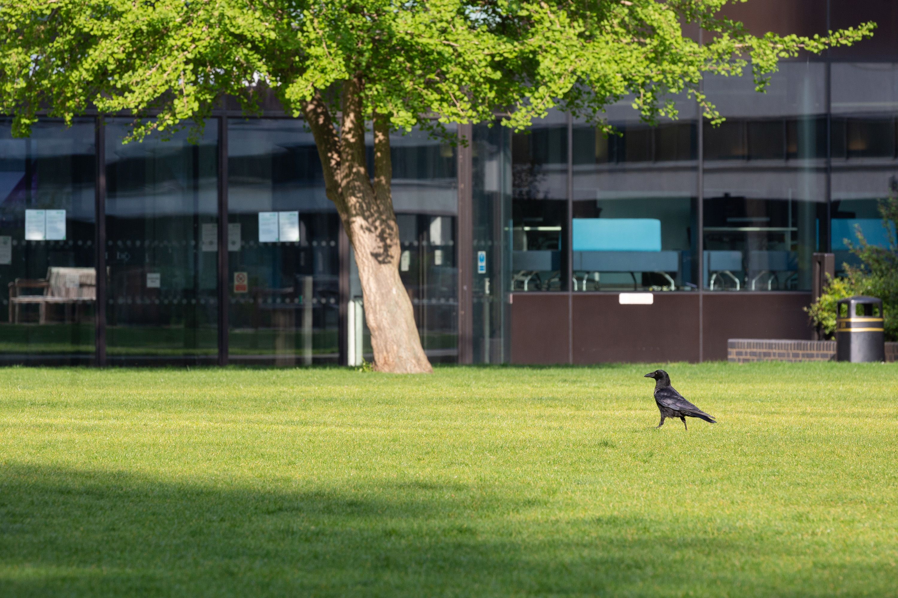 A crow walks across the sunny grass of the Queen's Lawn with the Central Library in the background