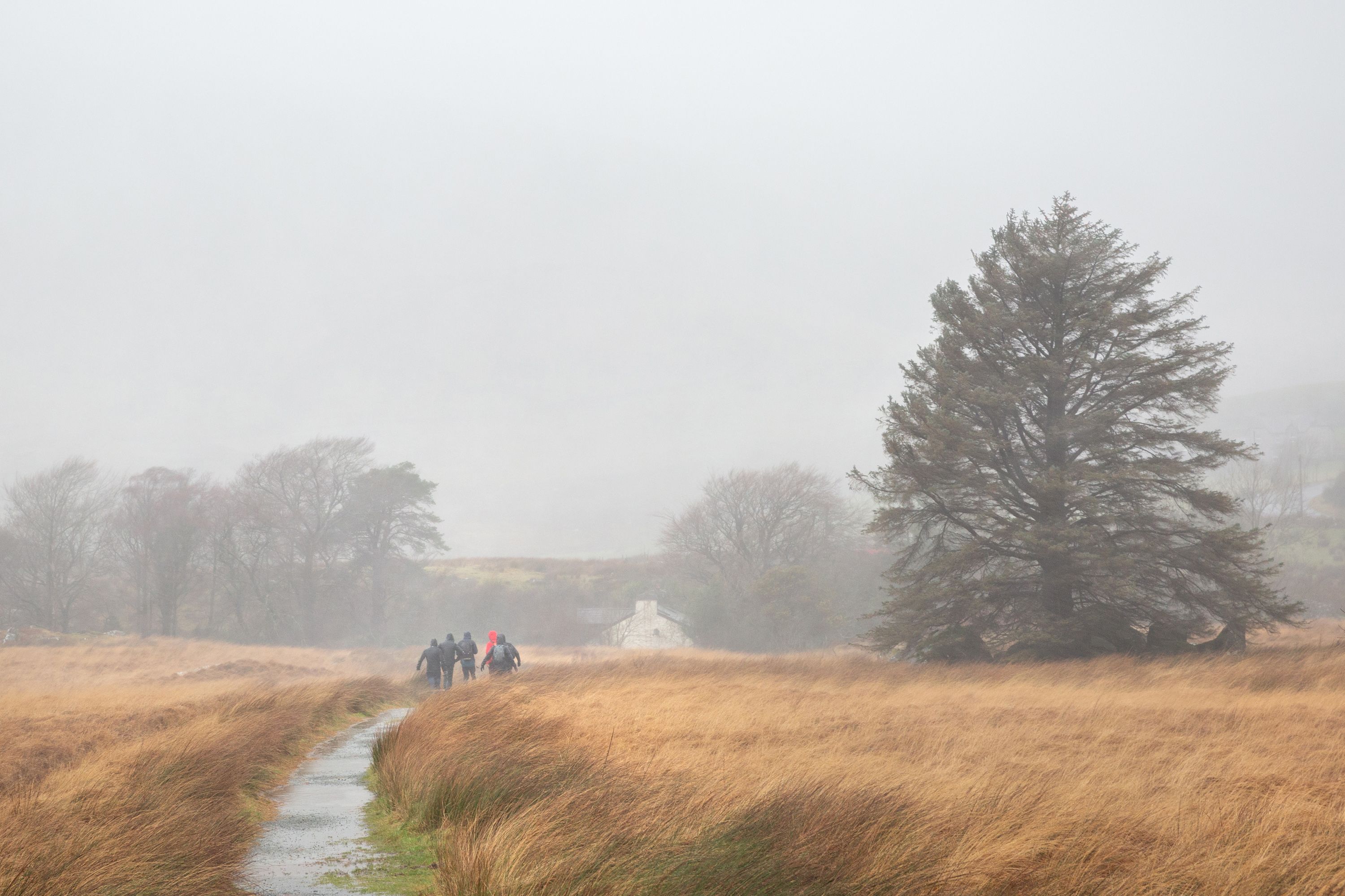 A group of people in weatherproof gear walking down a path in the distance next to a large tree in the mist
