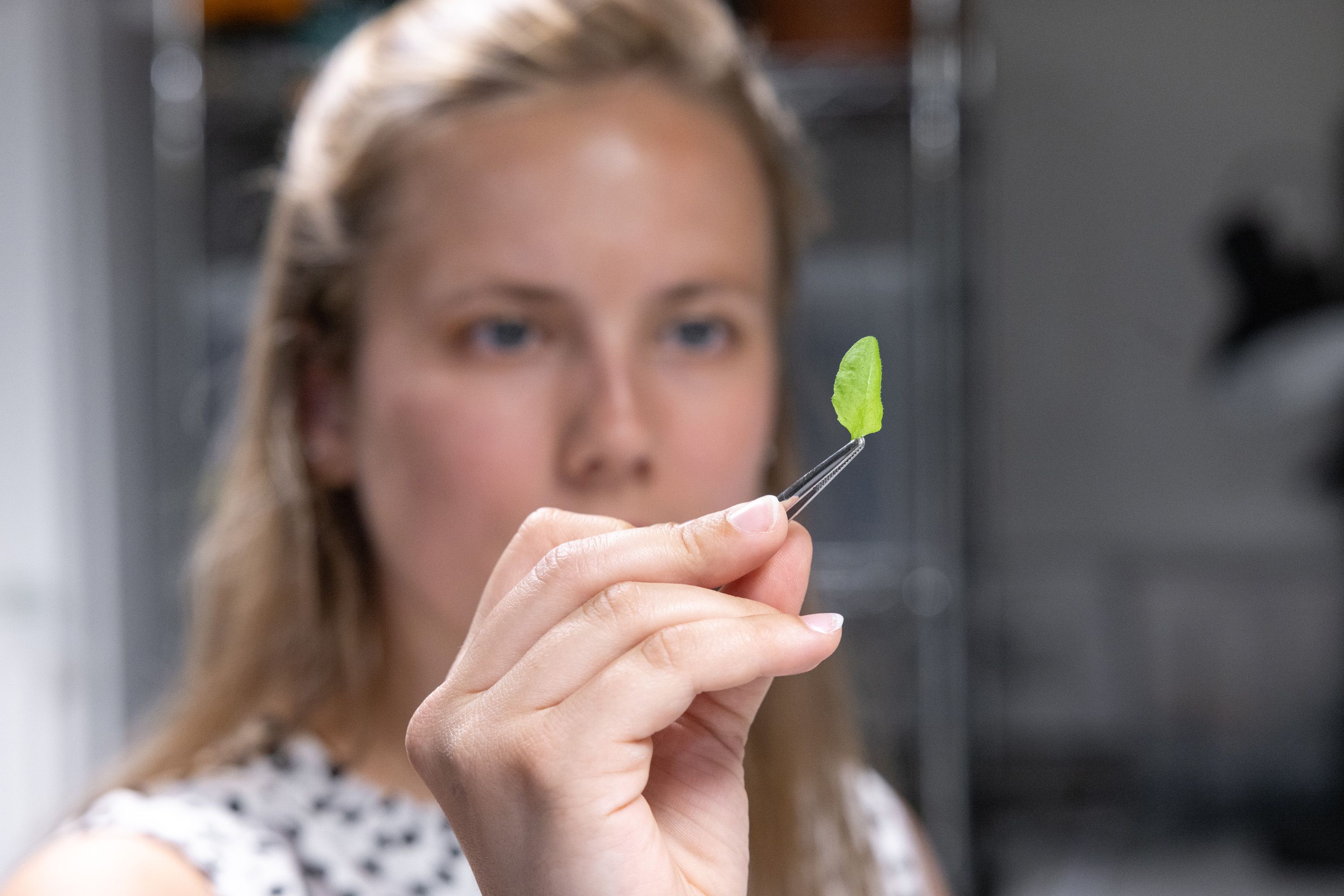 The woman holds up a leaf with tweezers and examines it closely