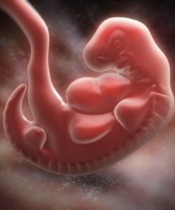 A foetus in the uterus