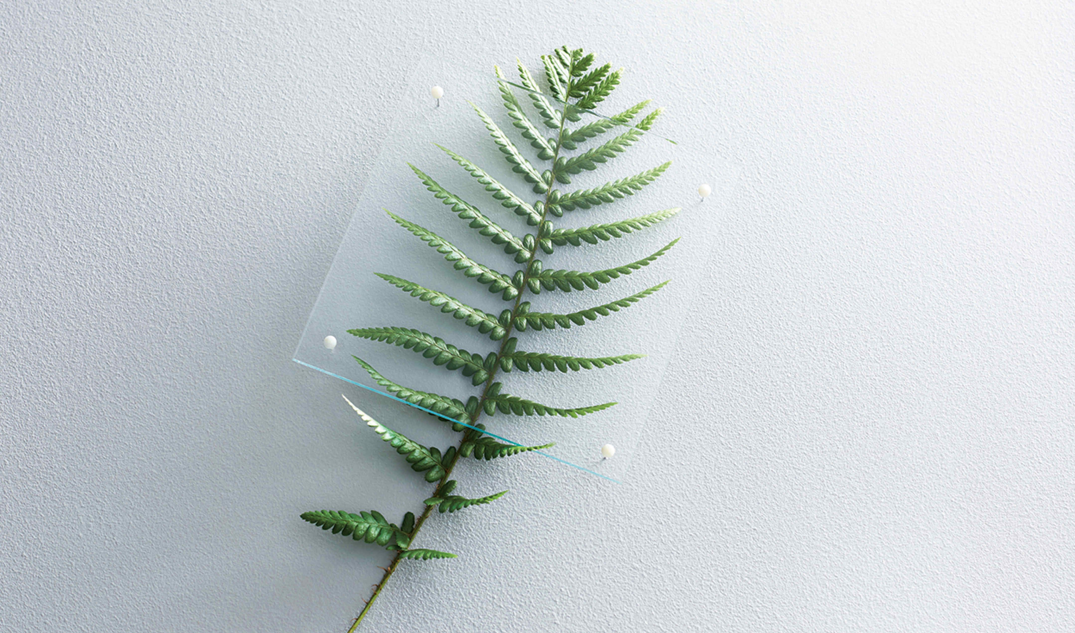 A frond from a fern under a piece of glass