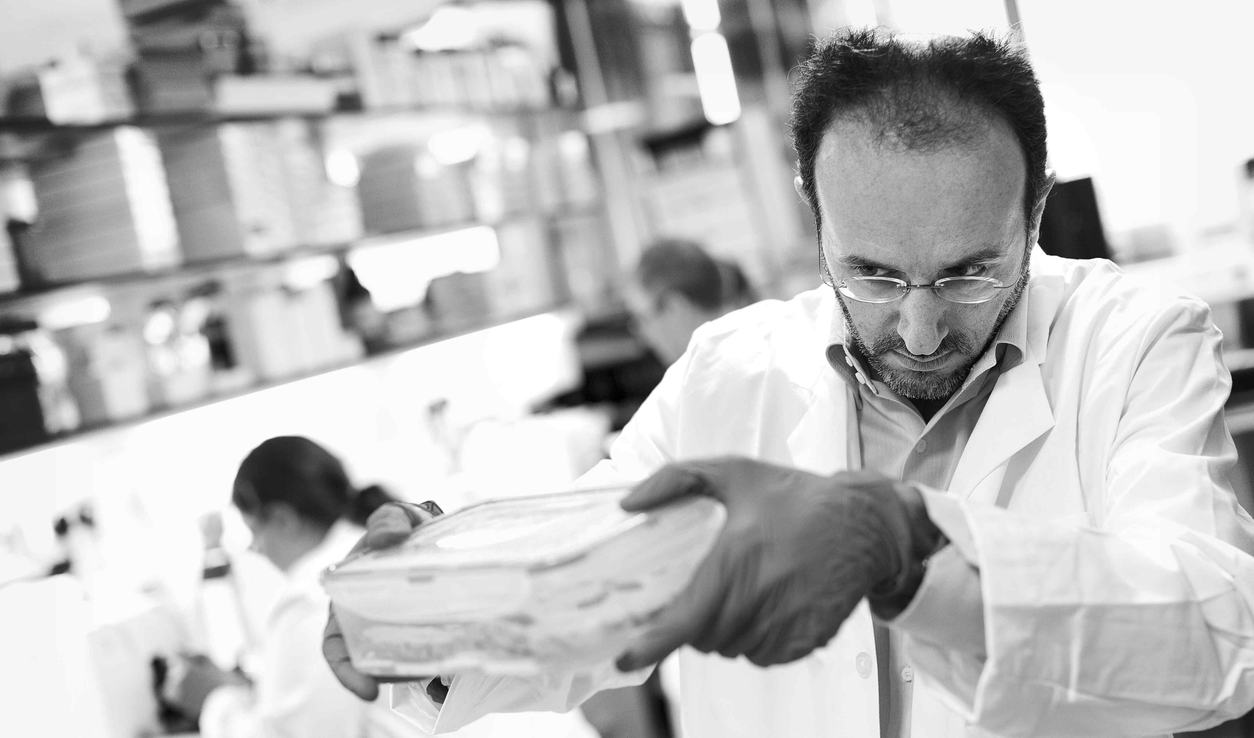 Dr Paolo Muraro examines a slice of MS brain tissue in chemical preservative.