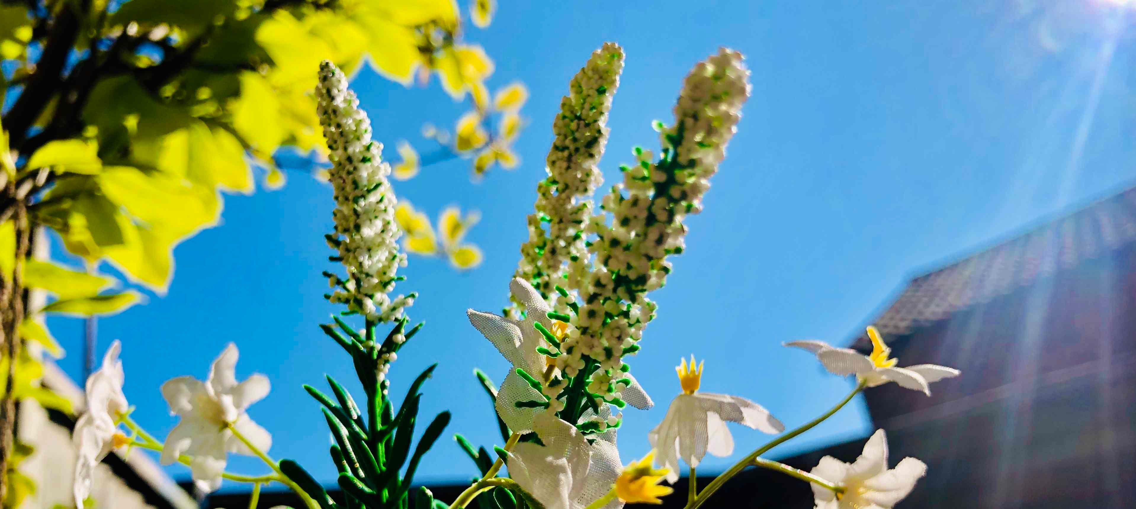 White flowers in the sun with blue sky